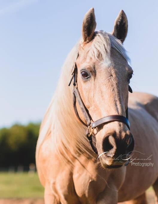 Farmhouse Guest Suite, Pool, Hot Tub, Horses Midhurst Екстер'єр фото